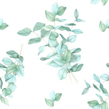 Açık yeşil yapraklı, suluboya resimli tek bir okaliptüs dalları. Bu pürüzsüz kalıp klip sabit ürünler, ambalaj ve dijital arkaplanlar için iyi çalışır