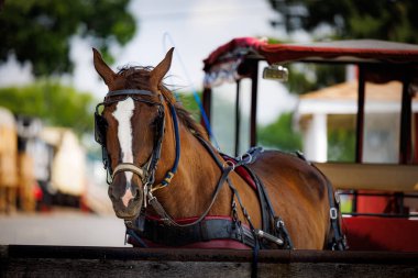 Kırsal bir kasabada fayton çekmek için koşumlu bir at..