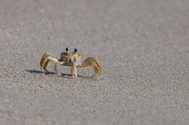 Deniz kıyısındaki kumda hayalet yengeç. Kıyı şeridi boyunca kumda yuva yapan küçük yengeç..