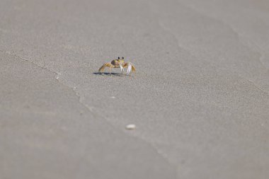 Deniz kıyısındaki kumda hayalet yengeç. Kıyı şeridi boyunca kumda yuva yapan küçük yengeç..