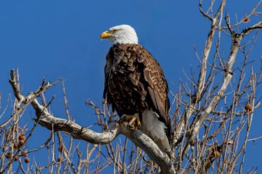 Kel bir kartal ağaç dalına tünemiş. Gökyüzü mavi ve berrak. Kartal soluna bakıyor.