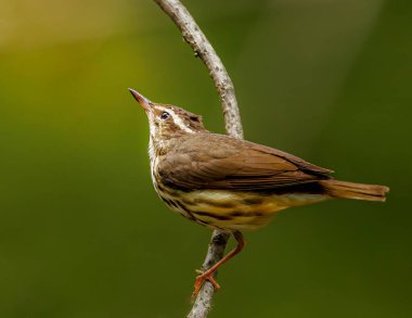 Küçük kahverengi bir kuş bir dala tünemiştir. Kuş uzaktaki bir şeye bakıyor.