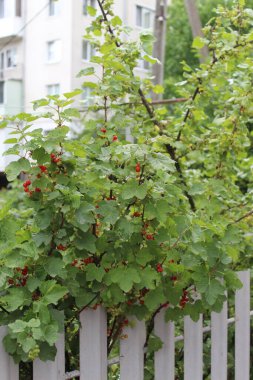 A young redcurrant bush with clusters of bright red berries, captured in late spring. The fresh green leaves and vibrant fruit give a sense of the season's bounty. clipart