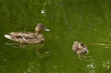 Yaban ördeği ve su üzerinde ördekler.