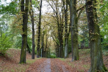 Sonbaharda düşen yapraklarla dolu bir ormanın içinden geçen kirli bir yol..