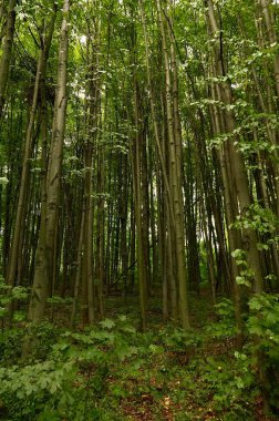 Orman ağaçları. Doğa, yeşil orman, güneş ışığı, arka plan. Orman ağaçları.