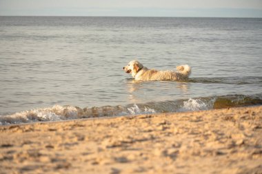 Kumsalda ayak izleri, fotoğraflara yakın çekim.