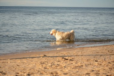 Kumsalda ayak izleri, fotoğraflara yakın çekim.