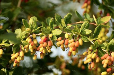 Berberis vulgaris ya da Berberis vulgaris, Berberis cinsinde bir çalılıktır..