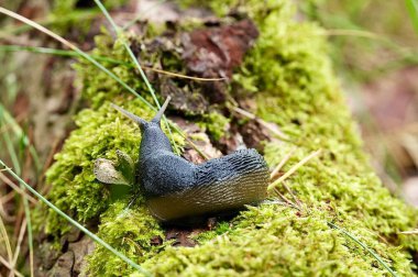 Avrupa salyangozu ormanda yosun tutuyor..