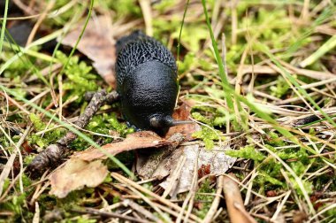 Ormanda siyah mantar