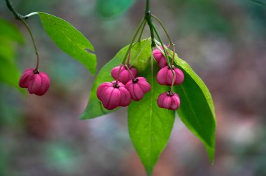 Kalp şeklinde Euonymus europaeus 'un çiçekleri
