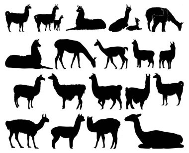 Bir dizi lama silueti.