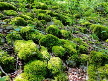 Yumuşak yeşil yosun sizi ona dokunmaya davet eder.