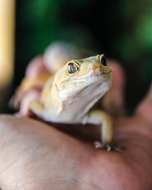 Güzel gözlü leopar kertenkele tek elle tutuluyor.