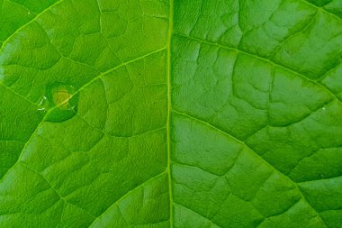 Yakın plan ağaç yaprağı arka planı. Doğal arka plan. Yaprak dokusu