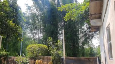 Bambu ağaçları ve diğer ağaçlar rüzgarda sallanıyor, kuşlar uçuşuyor..