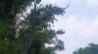 Bambu ağaçları ve diğer ağaçlar rüzgarda sallanıyor, kuşlar uçuşuyor..