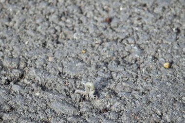 Macro fotoğrafçılık: Bulanık bir tırtılın büyüleyici bir görüntüsü, doğanın karmaşık güzelliğini gözler önüne seriyor.