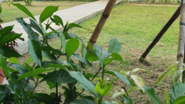 Ön bahçede çalılar ve yer örtüleri var.