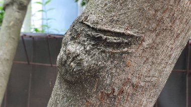 Ağaç gövdesindeki ahşap yapının dokusu ve kırık ağaç dalı. Yol kenarındaki ağaç