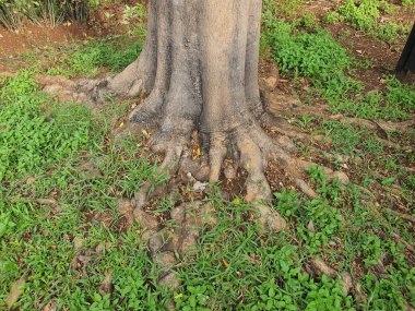 Ağacın köklerinin desenleri ve dayanıklılığı