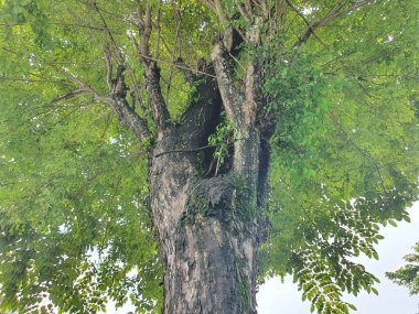 Düşük açılı bir perspektiften çekilen gür ağaç..