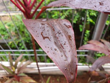Kordika yaprakları su damlacıkları veya çiğ taneleriyle süslenir..