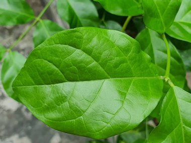 Yasemin bitkisinin yaprakları