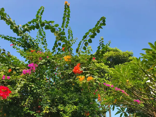 Mavi bir arka planda Bougainvillea çiçekleri ve ağaçları