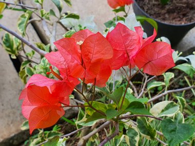 Bougainvillea çiçek atış kapatın