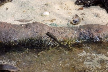 Nehir ağzındaki bir kayanın üzerinde dinlenen küçük bir çamur kaptanı. Bu balığın bilimsel adı Periophthalmus Argentilineatus..