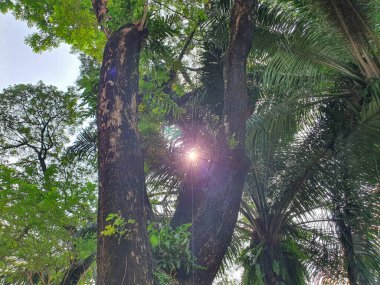 Güneş ışığı ağaç yapraklarındaki boşluklardan geçiyor. açısının tam altında.