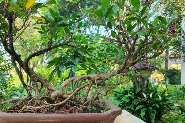 Nazik Devler, Bonsai Sanatının Bahçe Arkaplanlı Ebedi Güzelliği