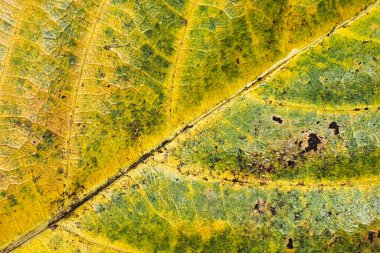 Kuru sonbahar yaprağının dokusu, organik arka plan olarak makro fotoğraf. Sonbahar yaprakları dokuyu damarlarla kapatır, doğanın güzelliği. Trend botanik tasarım duvar kağıdı, çevre düzeni arkaplan