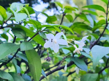Karınca Putri çiçeği (Wrightia religiosa)