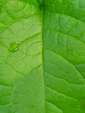Yakın plan ağaç yaprağı arka planı. Doğal arka plan. Yaprak dokusu