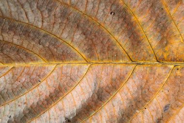 Kuru sonbahar yaprağının dokusu, organik arka plan olarak makro fotoğraf. Sonbahar yaprakları dokuyu damarlarla kapatır, doğanın güzelliği. Trend botanik tasarım duvar kağıdı, çevre düzeni arkaplan