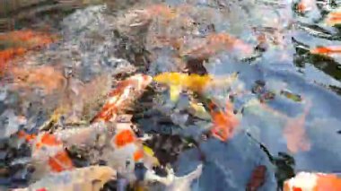 Renkli Koi Balığı, Nishikigoi ya da Amur sazan balıklarından oluşan büyük bir grup onlara atılan yiyecek kırıntılarını takip ediyor.