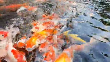 Renkli Koi Balığı, Nishikigoi ya da Amur sazan balıklarından oluşan büyük bir grup onlara atılan yiyecek kırıntılarını takip ediyor.