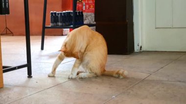 Açık kahverengi bir kedi oturuyor ve ön pençelerini yalıyor..