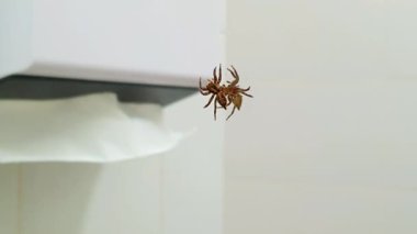 Banyodaki lavabonun üstündeki aynada sürünen bir örümcek..
