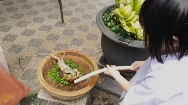 Asyalı küçük bir kız öğleden sonra ev bahçesinde çiçekleri suluyor. Sıcak ve güneşli bir yaz akşamında bahçe hortumuyla oynayan sevimli küçük kız. Çocuklar için yaz etkinliği.