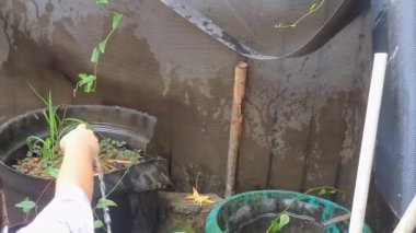 Asyalı küçük bir kız öğleden sonra ev bahçesinde çiçekleri suluyor. Sıcak ve güneşli bir yaz akşamında bahçe hortumuyla oynayan sevimli küçük kız. Çocuklar için yaz etkinliği.