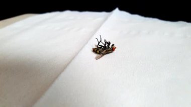 Ölen bir sineğe yakın çekim mi yoksa beyaz bir dokuda uçan et mi? izole edilmiş beyaz arkaplan