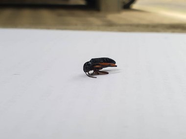 A dying darkling beetle isolated on a white paper clipart