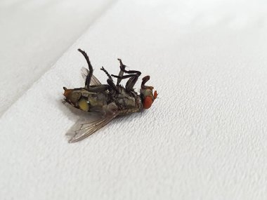 Ölen bir sineğe yakın çekim mi yoksa beyaz bir dokuda uçan et mi? izole edilmiş beyaz arkaplan