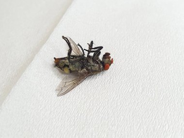 Ölen bir sineğe yakın çekim mi yoksa beyaz bir dokuda uçan et mi? izole edilmiş beyaz arkaplan