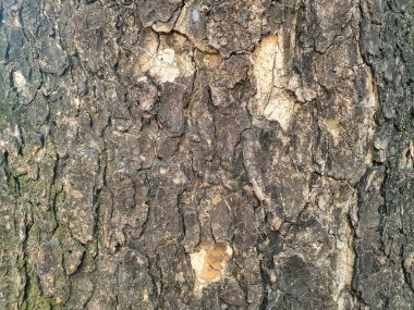 Ağaç gövdesinin sert, dokulu bir kabuğu olan yakın plan fotoğrafı. Ağaç kabuğunun koyu kahverengi bir rengi var ve yaş ve yıpranma belirtileri gösteriyor..