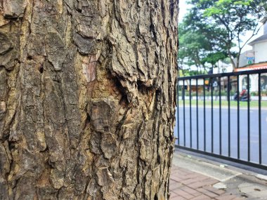 Texture of the wood grain on the tree trunk with broken skin. Tree on side of road clipart